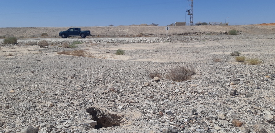 Dabb Lizard  photographed by אברהם לינקולן 