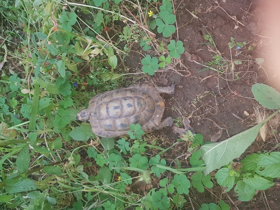 Testudo graeca  photographed by רועי שטראוס 