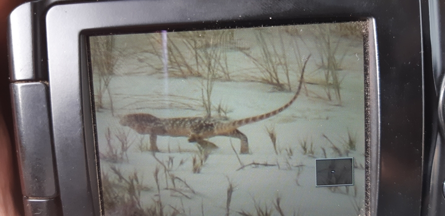 Grey Monitor  photographed by דוד חלפון 