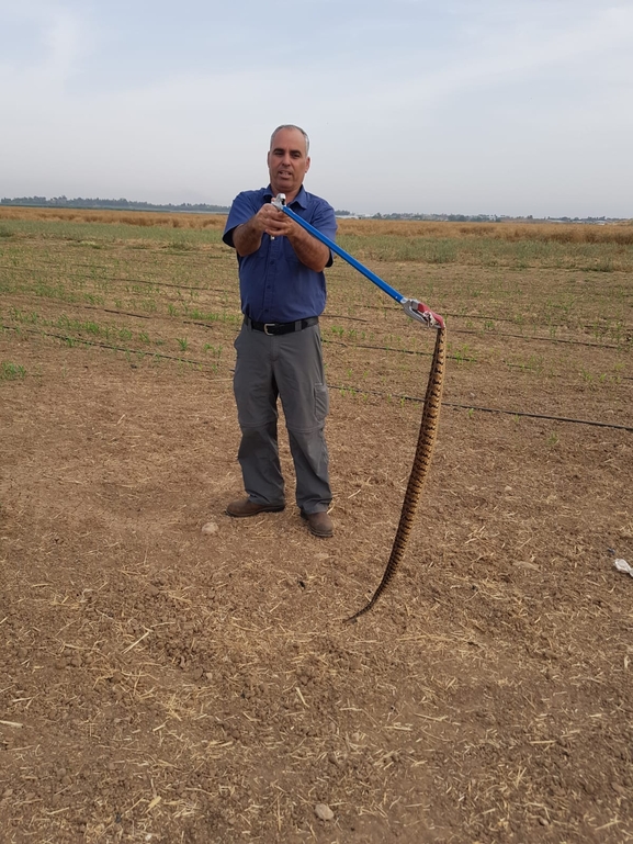 Vipera palaestinae  photographed by סיון מרדוק 