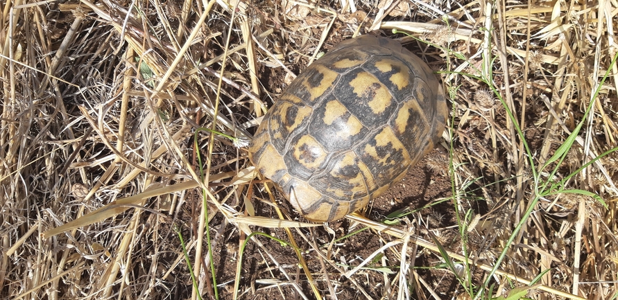 Testudo graeca  photographed by יגאל מילר 