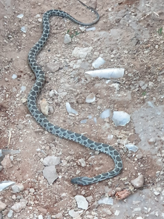 זעמן מטבעות  צולם על ידי יונתן סבלסקי 