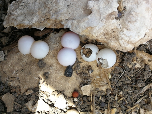 Ptyodactylus guttatus  photographed by בעז שחם 