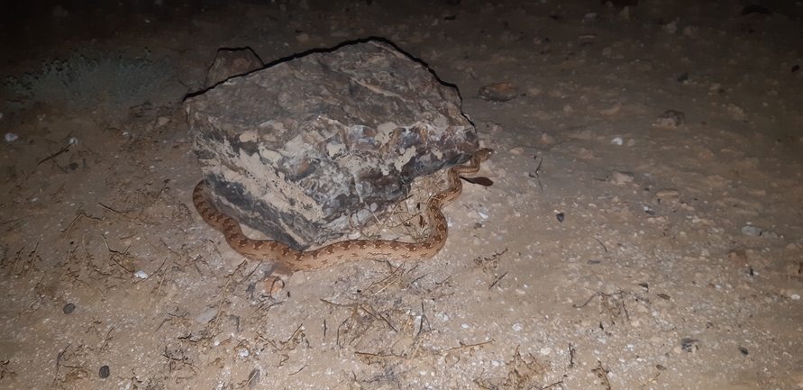 Spalerosophis diadema cliffordi  photographed by אברהם לינקולן 