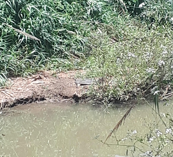 Trionyx triunguis  photographed by יונתן סבלסקי 