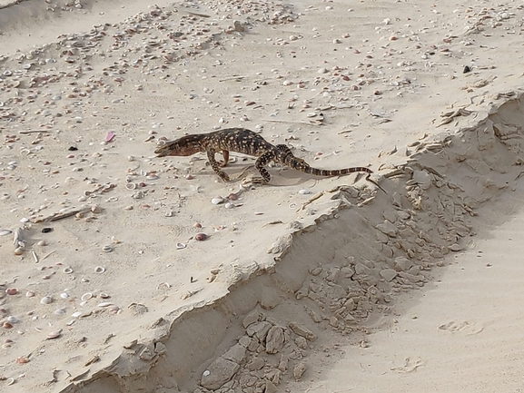 Varanus griseus  