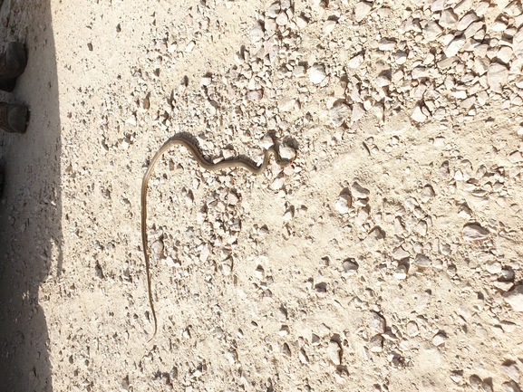 זעמן זיתני  צולם על ידי ציון סומך 