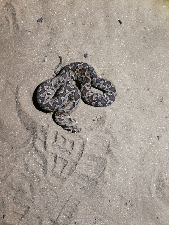 Vipera palaestinae  photographed by בעז שחם 