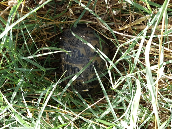 Testudo graeca  photographed by עומרי גואלמן 