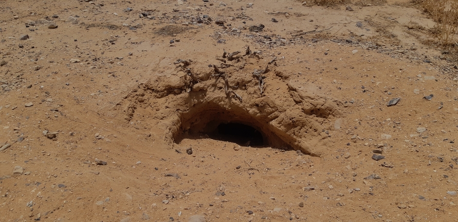 Dabb Lizard  photographed by אברהם לינקולן 