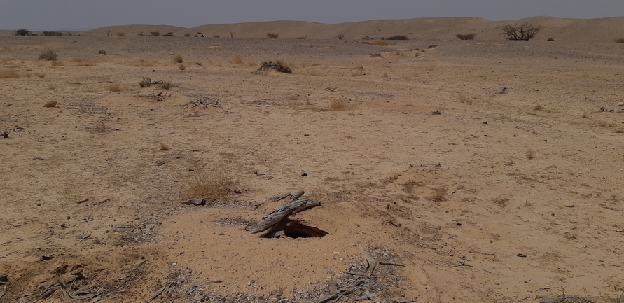 Dabb Lizard  photographed by אברהם לינקולן 