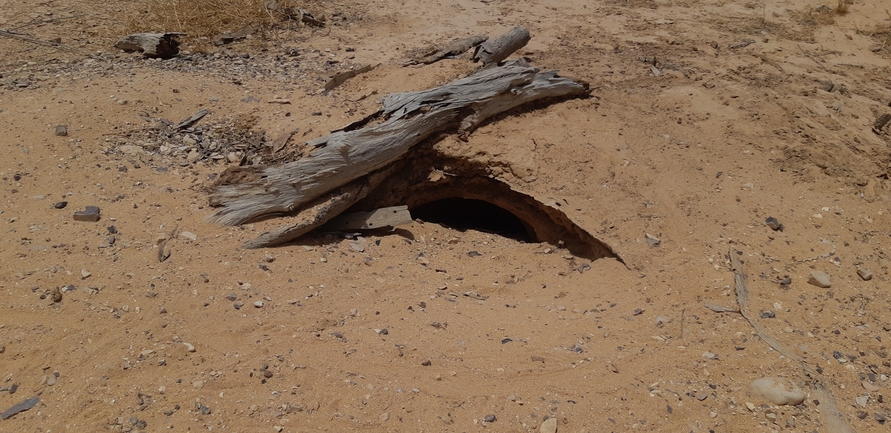 Uromastyx aegyptia  צולם על ידי אברהם לינקולן 