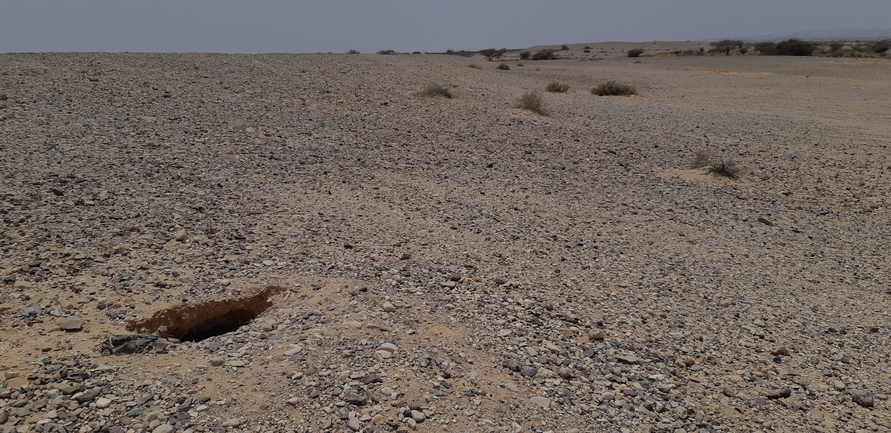 Dabb Lizard  photographed by אברהם לינקולן 