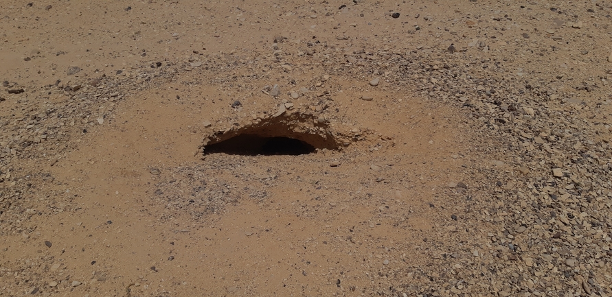 Dabb Lizard  photographed by אברהם לינקולן 