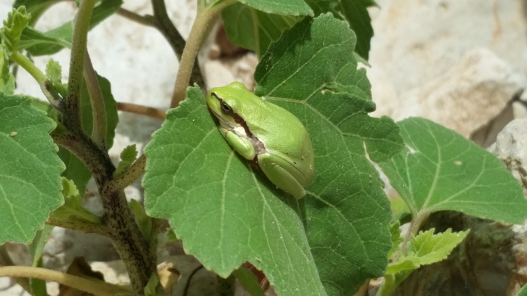 Telescopus fallax syriacus  photographed by shakedb@npa.org.il 