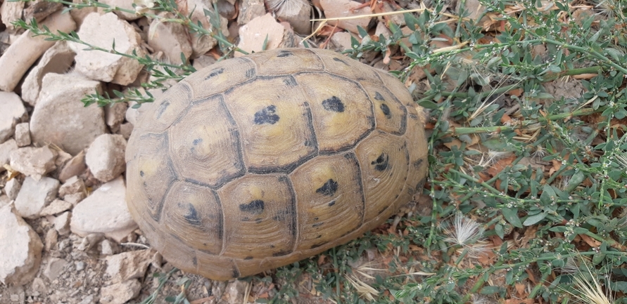 Testudo graeca  photographed by עידו שקד 