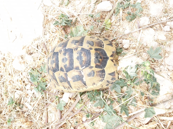 Testudo graeca  photographed by ציון סומך 