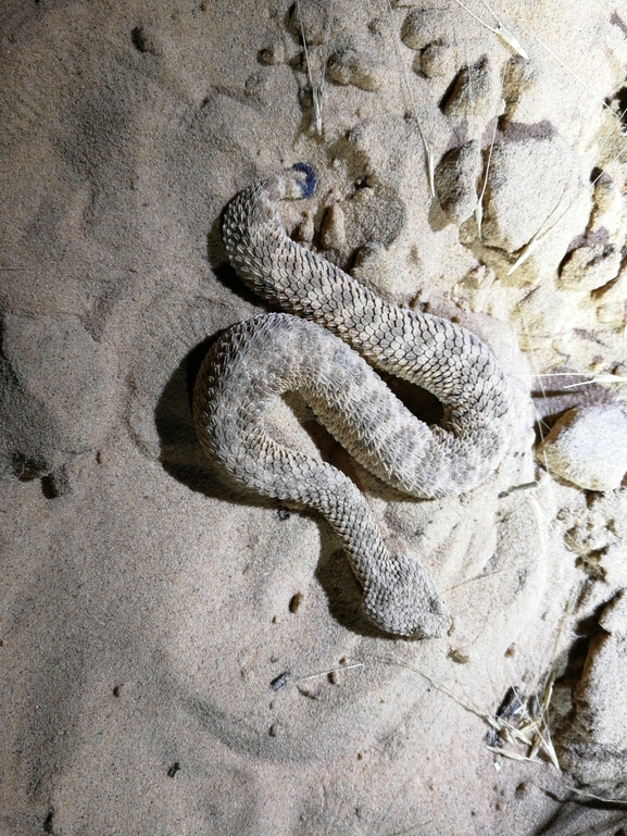 Cerastes vipera  photographed by בעז שחם 