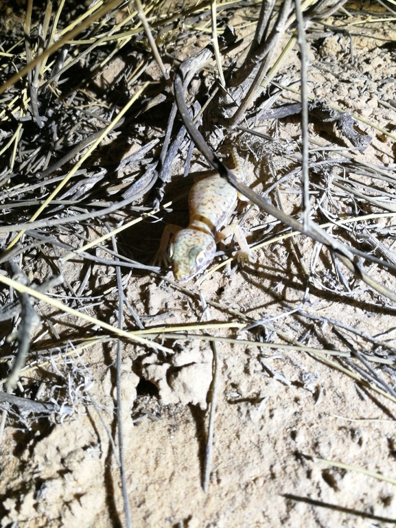 Stenodactylus petrii  photographed by בעז שחם 