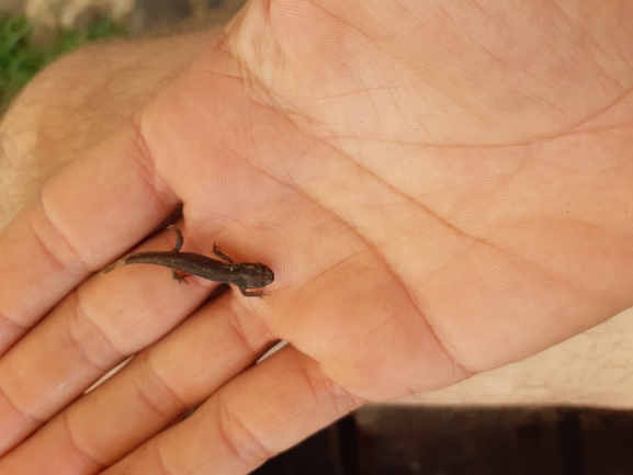 Triturus vittatus vittatus  photographed by נעם רווח 