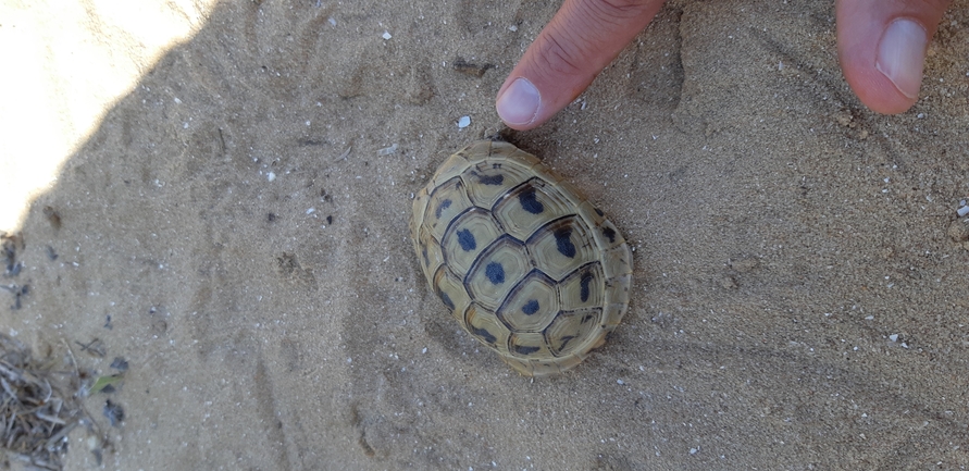 Testudo graeca  photographed by דוד חלפון 