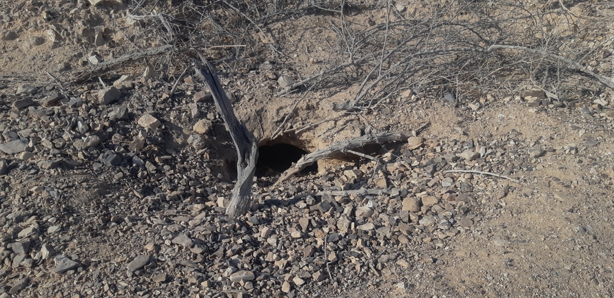 Uromastyx aegyptia  צולם על ידי אברהם לינקולן 