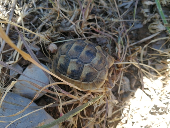 Testudo graeca  photographed by בעז שחם 