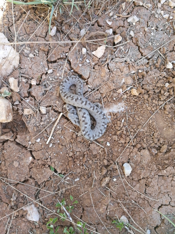 Vipera bornmuelleri  photographed by בעז שחם 