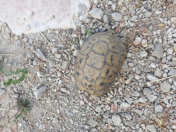 Testudo graeca  photographed by ציון סומך 