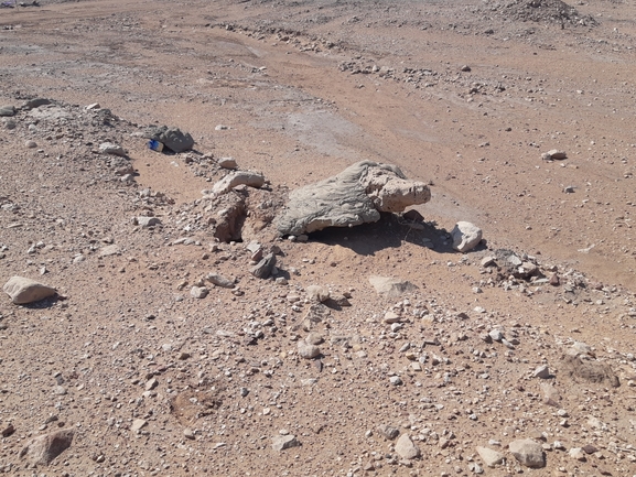 Dabb Lizard  photographed by יובל שגיא 