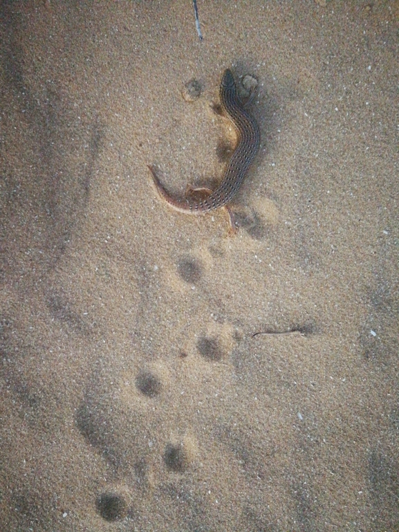 Chalcides ocellatus  photographed by בעז שחם 