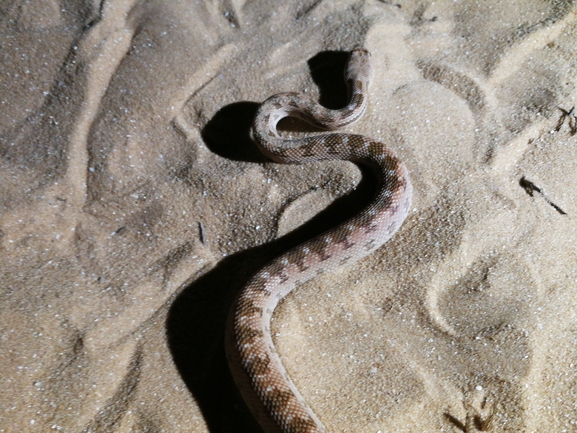 Spalerosophis diadema cliffordi  photographed by בעז שחם 