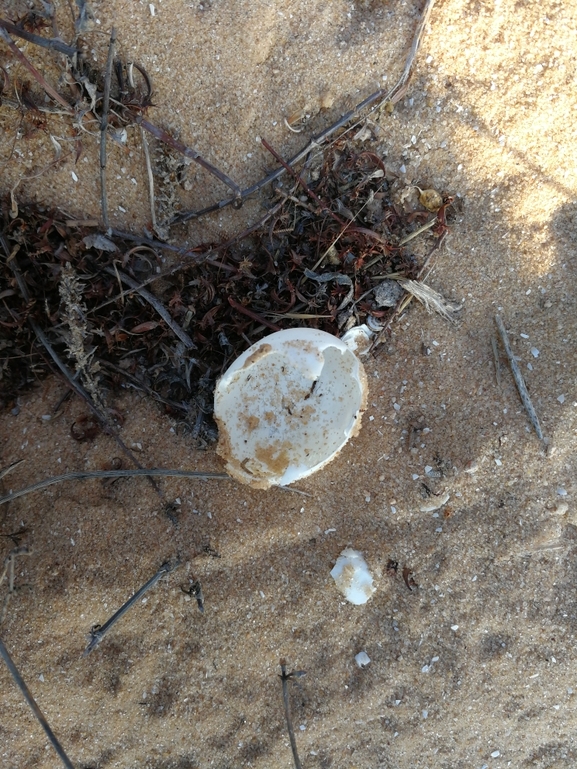 Testudo graeca  photographed by בעז שחם 