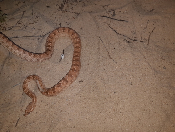 Spalerosophis diadema cliffordi  photographed by סיון מרדוק 