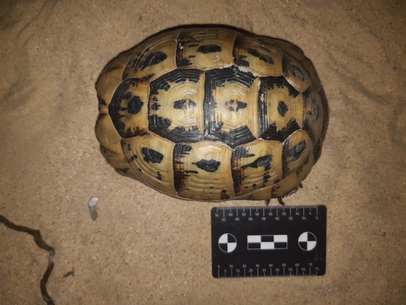 Testudo graeca  photographed by סיון מרדוק 