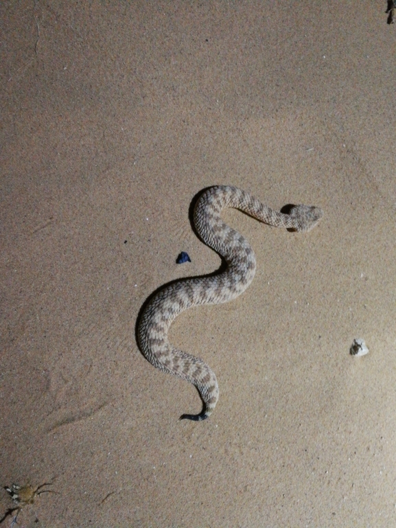 Cerastes vipera  photographed by בעז שחם 