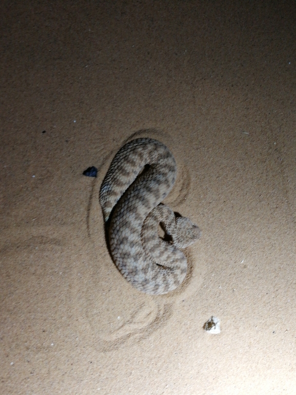 Cerastes vipera  photographed by בעז שחם 