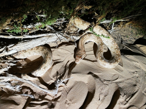 Spalerosophis diadema cliffordi  photographed by בעז שחם 