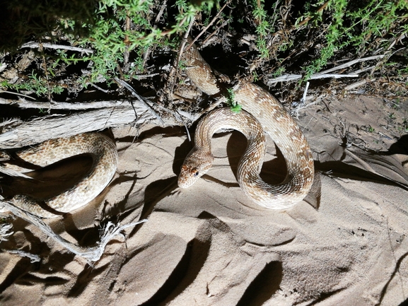 Spalerosophis diadema cliffordi  photographed by בעז שחם 