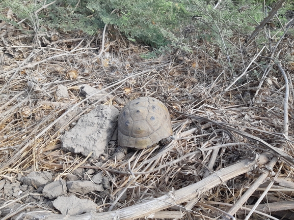 Bufo viridis  photographed by סיון מרדוק 