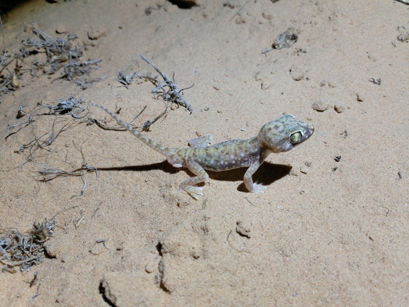 Stenodactylus petrii  photographed by בעז שחם 