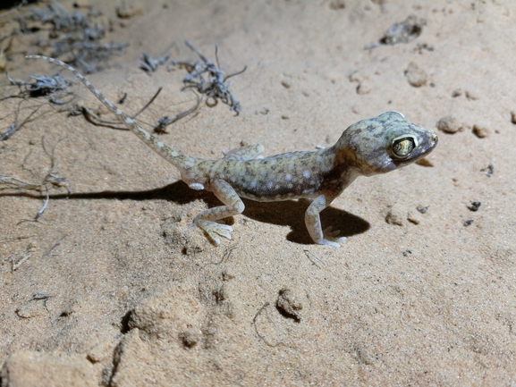 Stenodactylus petrii  photographed by בעז שחם 