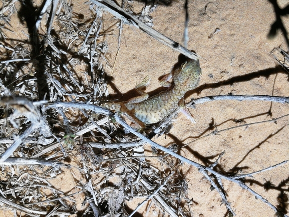 Stenodactylus petrii  photographed by בעז שחם 