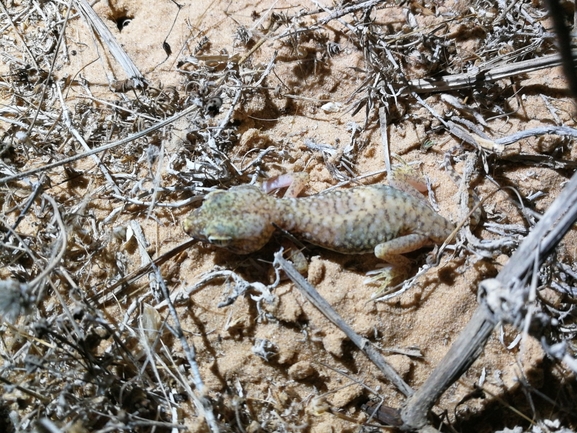 Stenodactylus petrii  photographed by בעז שחם 