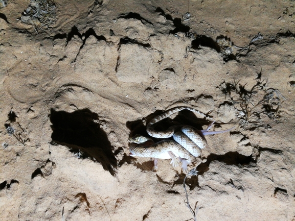 Lytorhynchus diadema  photographed by בעז שחם 