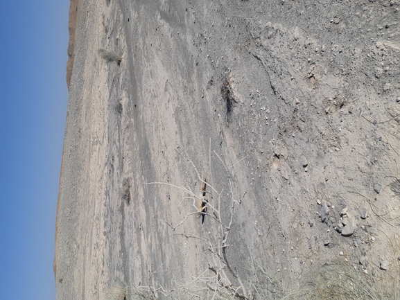 Dabb Lizard  photographed by דיוויד סטרוקוב 