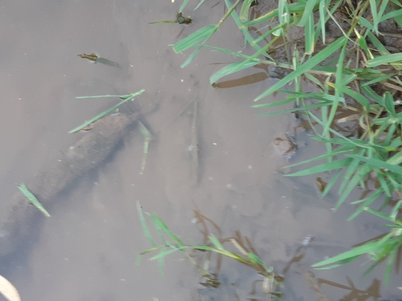 Trionyx triunguis  photographed by יונתן סבלסקי 