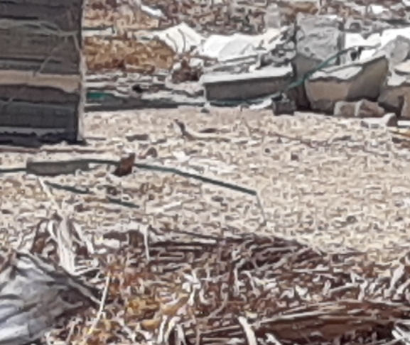 Dabb Lizard  photographed by יובל שגיא 