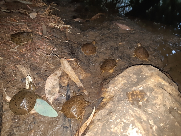 Trionyx triunguis  photographed by יונתן סבלסקי 