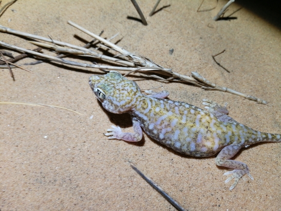 Stenodactylus petrii  photographed by בעז שחם 